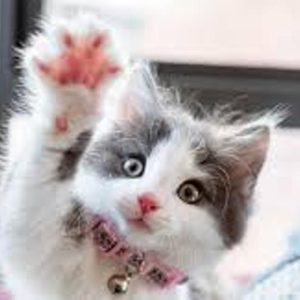 0-11-79550-0.jpg Новий картинка